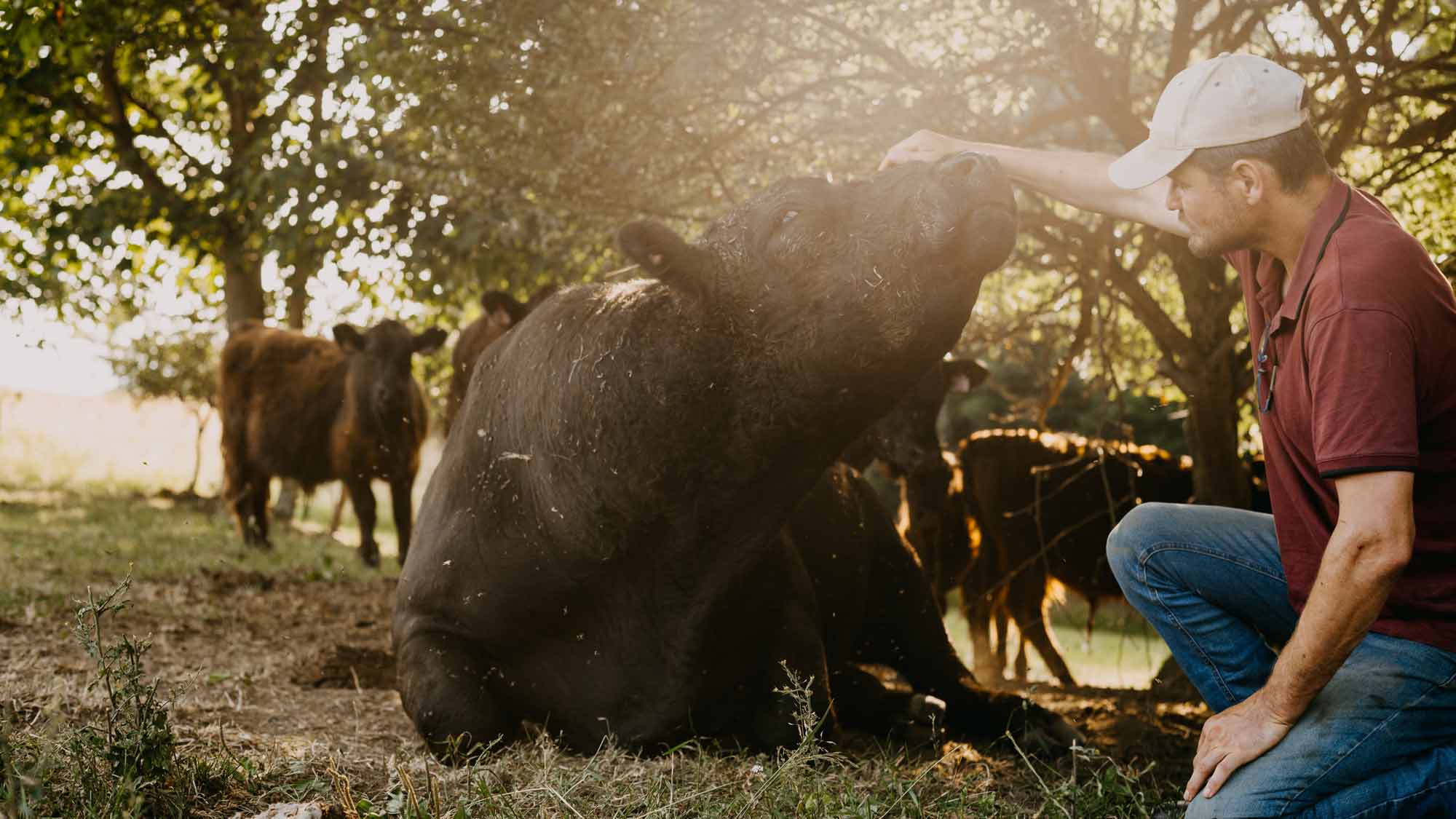 Kráva plemene Galloway na Farmě Rampuše, chov zvířat na pastvinách.